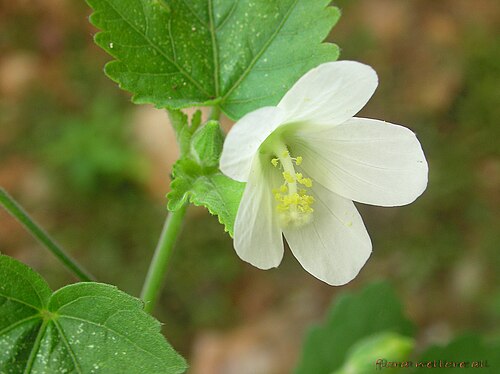 Hibiscus lobatus