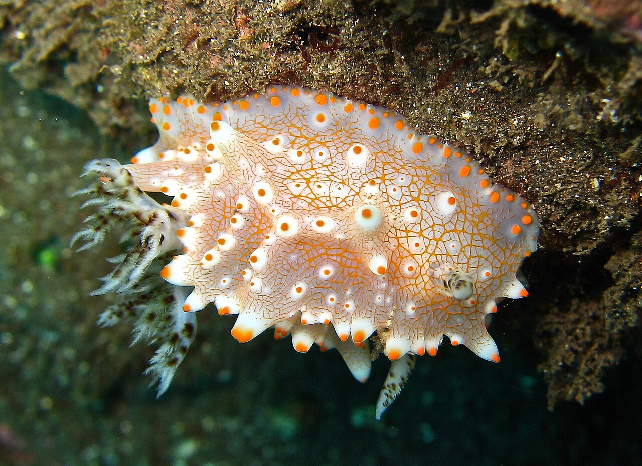 Halgerda batangas Bali 2.jpg