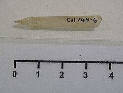 Picture of a quill nib.