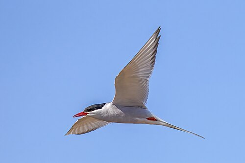 adult