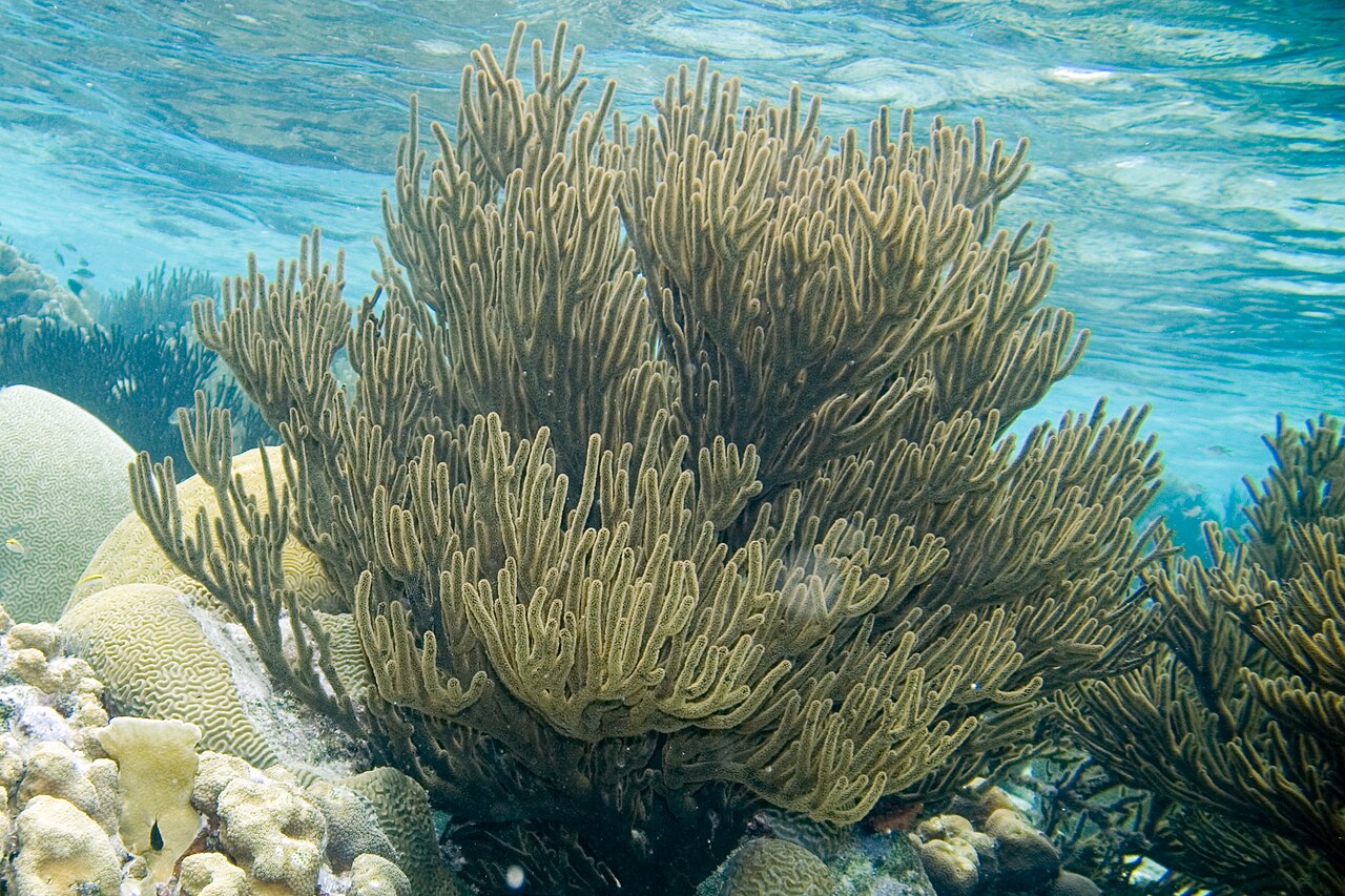 Black sea rod Plexaura homomalla (4675579531).jpg