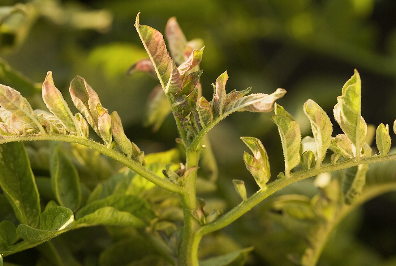 Agriculture Research Service (ARS) (8423872705).jpg