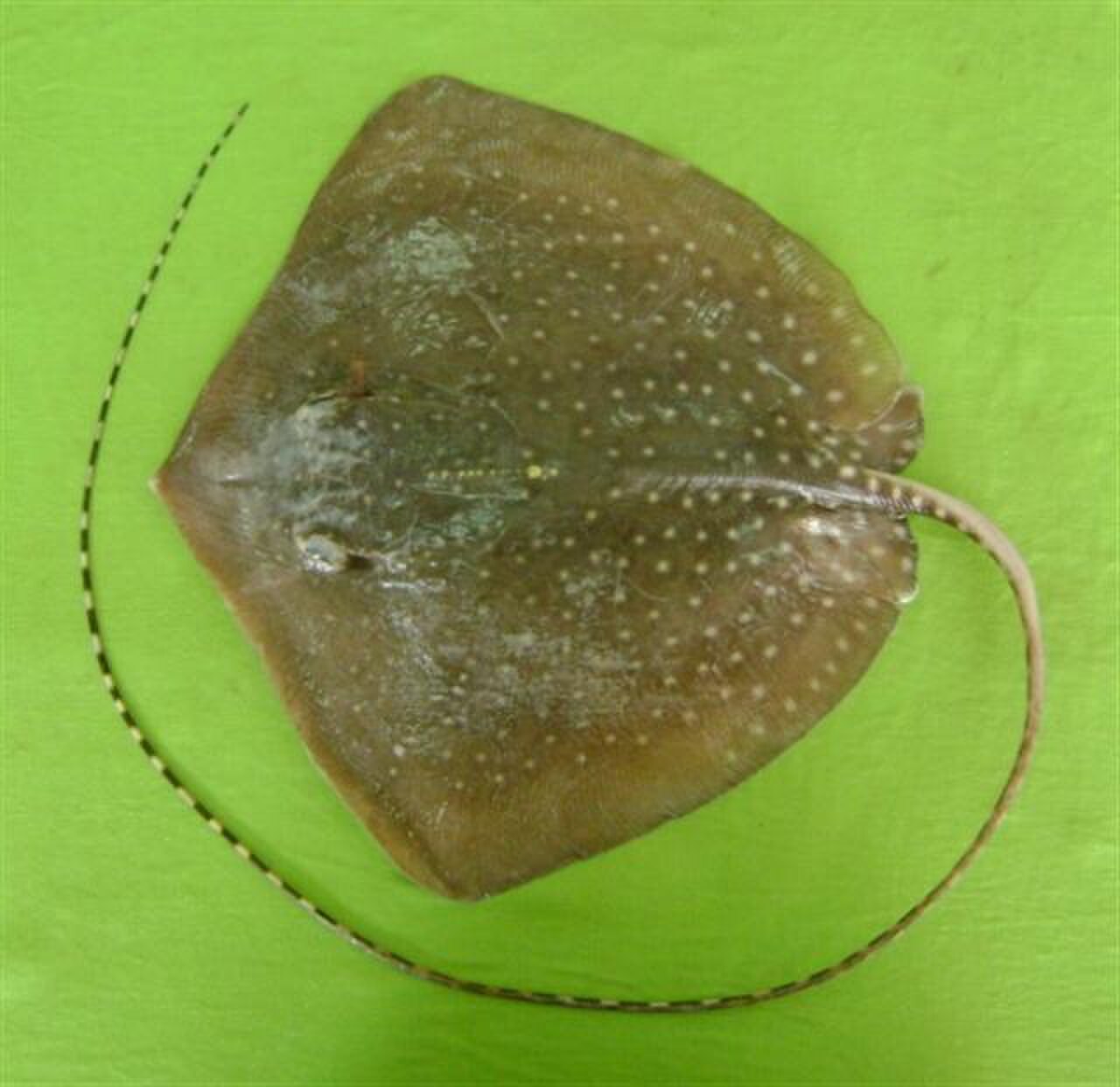 Himantura gerrardi karachi 1.jpg