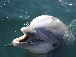 Dolphin
