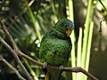 Female at Xcaret Park