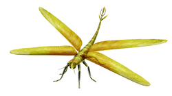 Meganeura monyi, a predatory Carboniferous insect related to dragonflies, could fly to escape terrestrial predators. Its large size, with a wingspan of 65 cm (30 in), may reflect the lack of vertebrate aerial predators at that time.