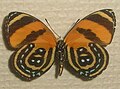 Cynosura eighty-eight, C. cynosura, underside