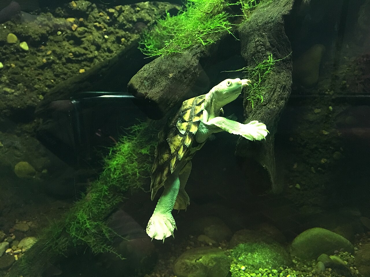 Bellinger River turtle 01 Taronga 2020-03-13.jpg