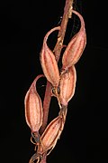 Orchid fruits are capsules, here of Tipularia discolor.