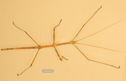Light brown insect with splayed, widely spaced legs