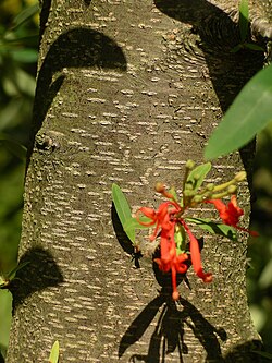 Embothrium Bark
