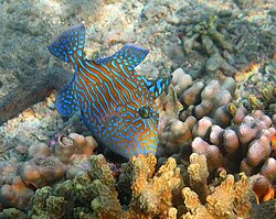 Juvenile