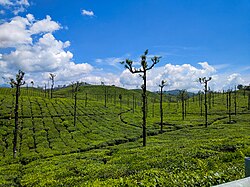 Tea plantations in Valparai