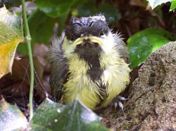 Young bird with ruffled adult-like plumage and yellow gape