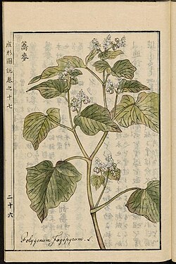 Buckwheat, 1804 illustration from the Japanese agricultural encyclopedia Seikei Zusetsu