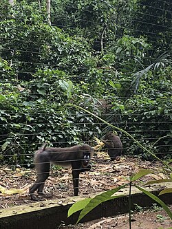 Mandrills behind a wire fence