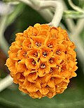 Detail of single globose flower cluster