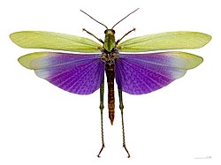 Lubber grasshopper, Titanacris albipes, has deimatically coloured wings, used to startle predators.