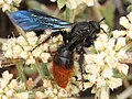 Triscolia ardens
