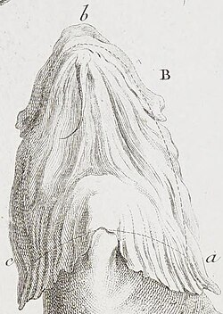 The cut of the cod tongue is marked with the dotted line, a-b-c. The chin barbel is below point b.