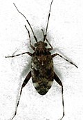 C. cumberi