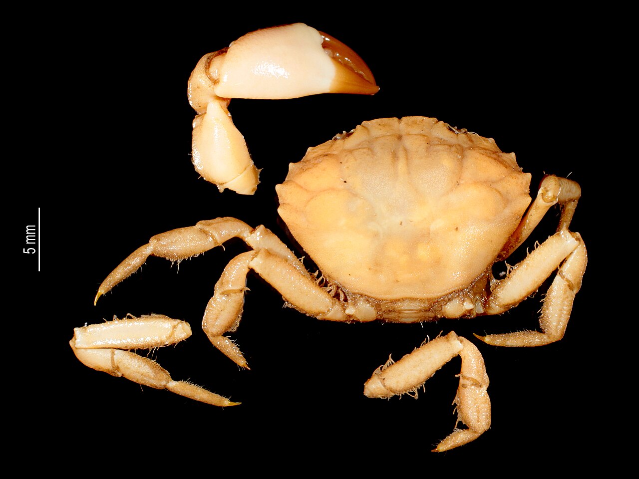 Paraxanthodes polynesiensis (MNHN-IU-2014-22630) 002.jpeg