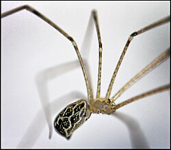 Holocnemus pluchei
