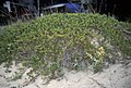 Plant at Pancake Bay sand dunes, Ontario, Canada
