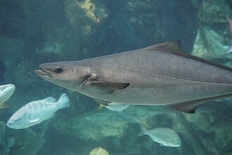 In an aquarium