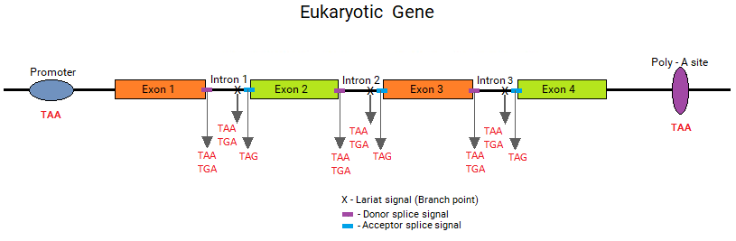 Stopcodons in genetics elements
