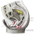Sagittal section of the lower part of a female trunk, right segment