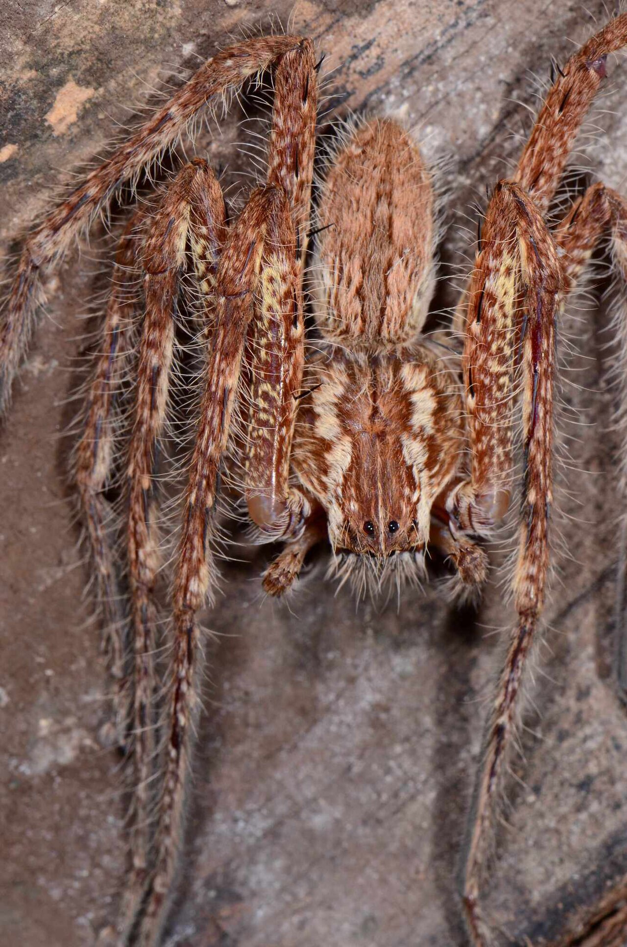 Palystes leroyorum 303045438 546186731.jpg