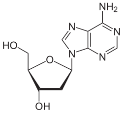 Skeletal formula of deoxyadenosine