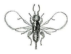 Blastophaga psenes female