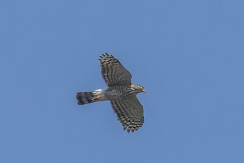 L. t. formosae, Taiwan