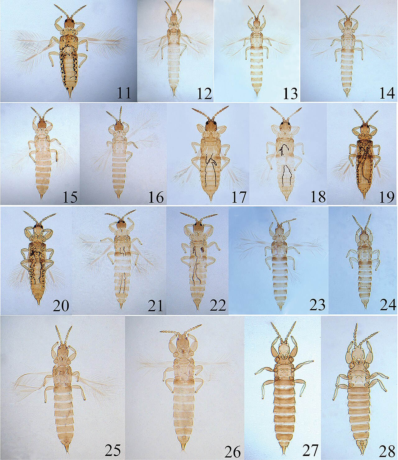 Psalidothrips (10.3897-zookeys.746.22882) Figures 11–28.jpg