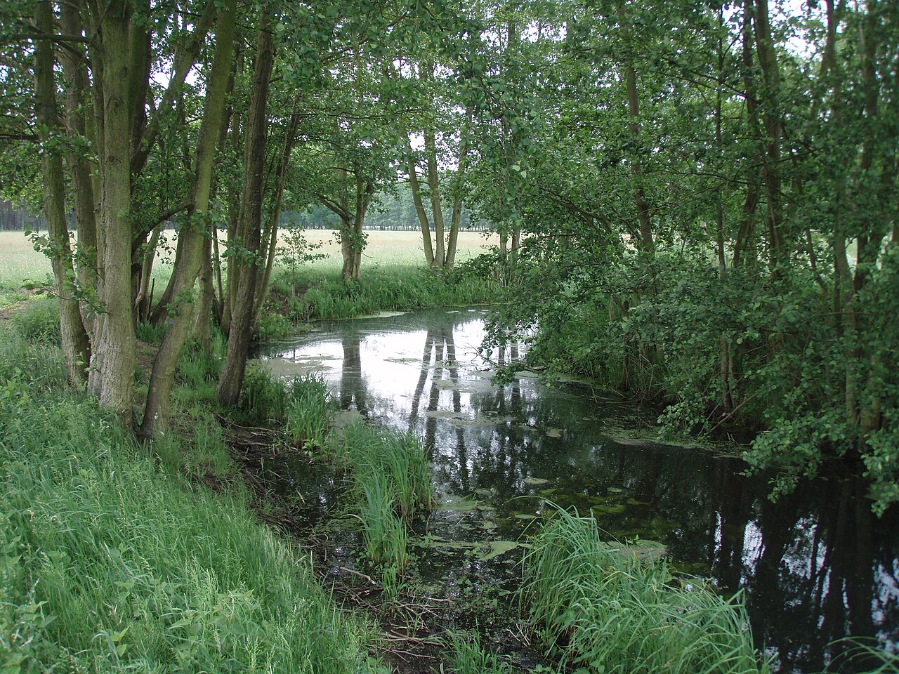 Der Meynbach bei Krinitz 29-05-2016 b.jpg