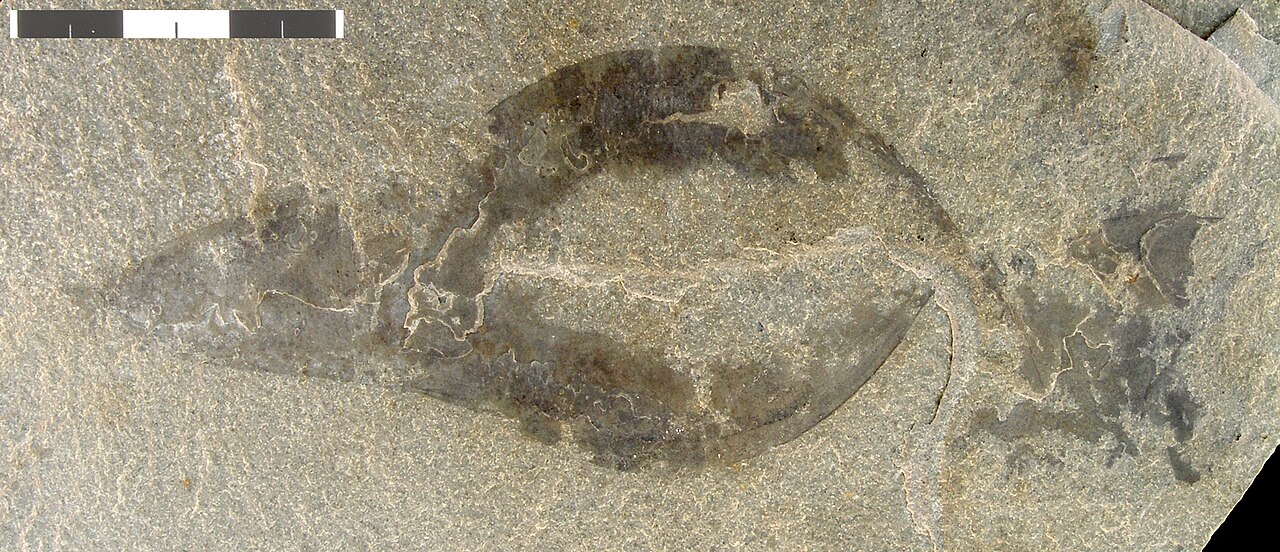 Banffia episoma KUMIP 314017.jpg