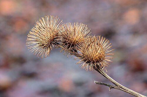 Mature fruit in nature