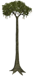 Reconstruction of Lepidodendron