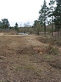 Tree clearance Wigpool Common
