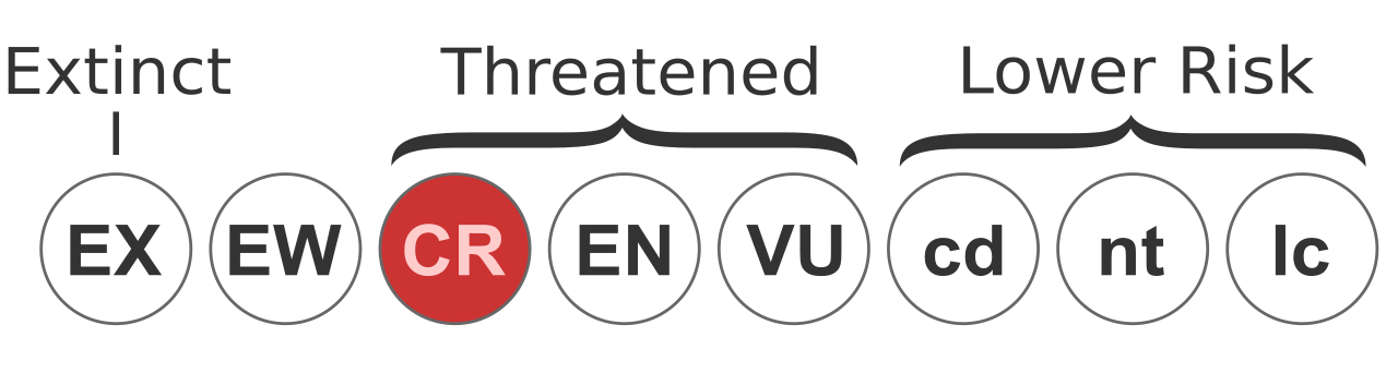 Status iucn2.3 CR.svg