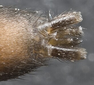Spinnerets of Herpyllus ecclesiasticus