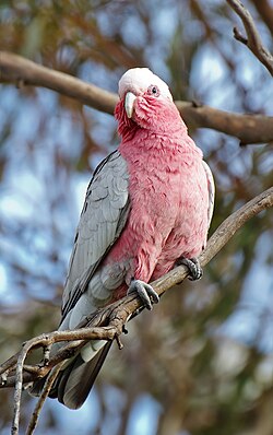 Male