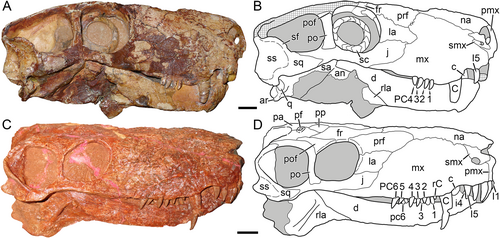 Photographs (left) and diagram (right) of fossil skulls of carnivorous prehistoric animals