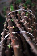 Stakes