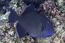 Red Sea