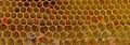 Honeycomb section containing transition from worker to drone (larger) cells – here bees make irregular and five-cornered cells (marked with red dots).