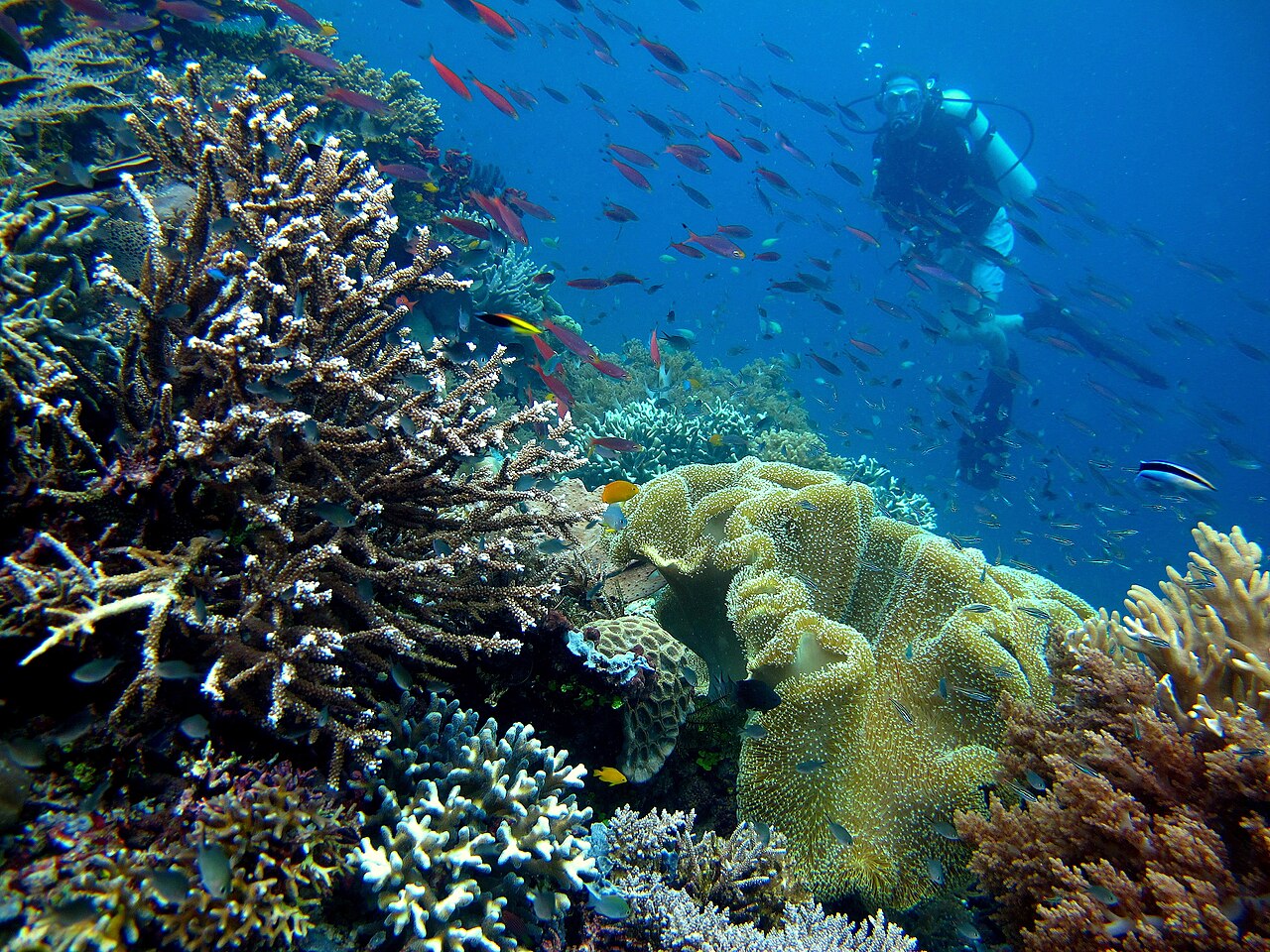 Pulau Piaynemo, Raja Ampat.jpg