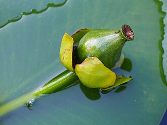 Nuphar lutea fruit with persistent sepals